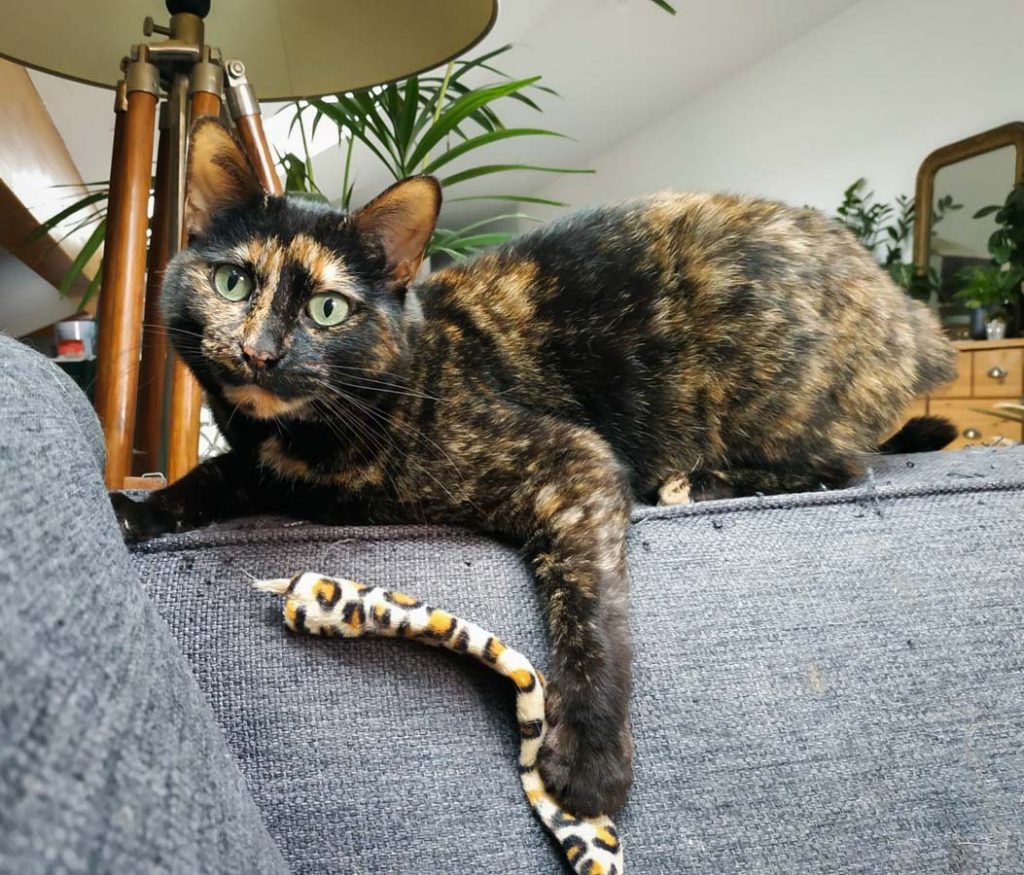 catsitter annecy haute savoie elo&co