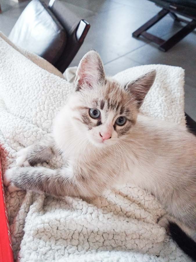 elo&co catsitter haute savoie garde chat