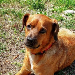 eloco petsitter annecy environ