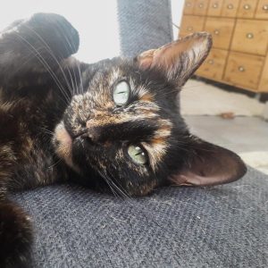 elo&co petsitter region annecy haute savoie