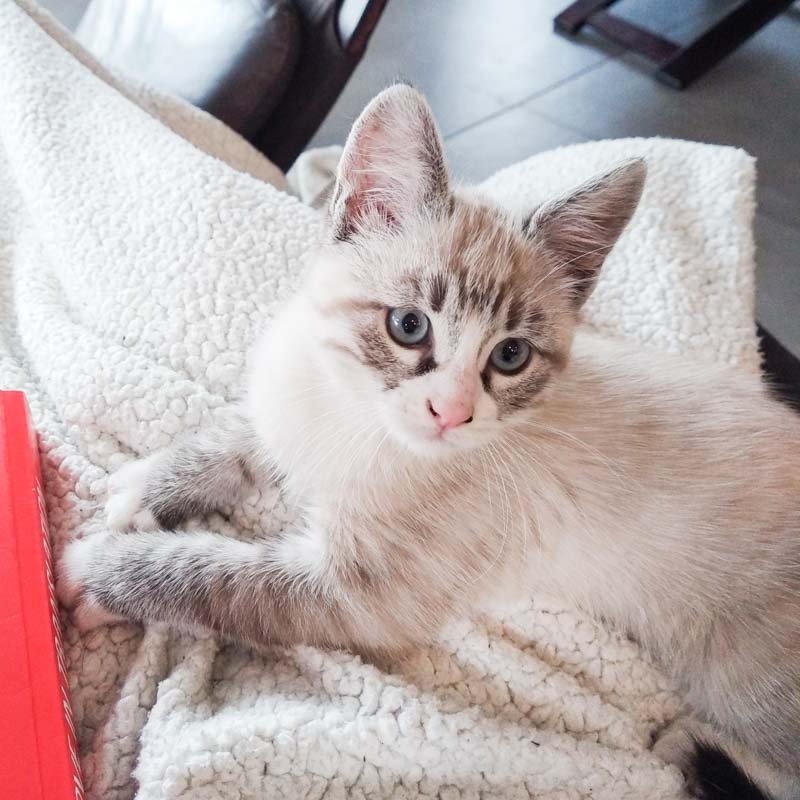 previsite elo&co pet sitter haute savoie